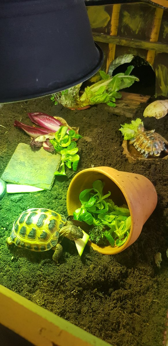 DrGerryBrierley's tweet photo. Someone got cleaned out this morning and loves the fresh smell of soil, and rummaging in the plant pot of plenty
#babytortoise https://t.co/TPmD4RVdAj