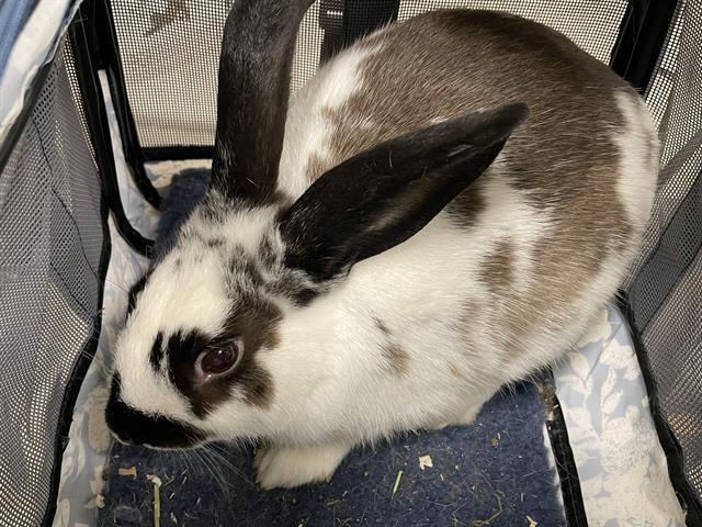 n / bluey on Twitter: 