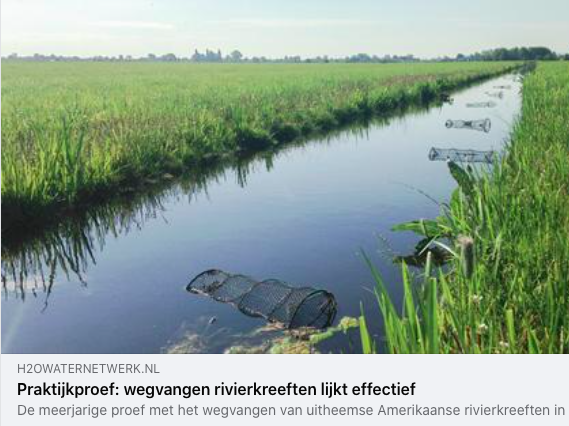 AWP_Delfland's tweet photo. Dit wil de AWP al heel lang! Intensief wegvangen van #rivierkreeften.  Want het werkt!

https://t.co/EU0lGrvtNz https://t.co/TXQy8jOPvY