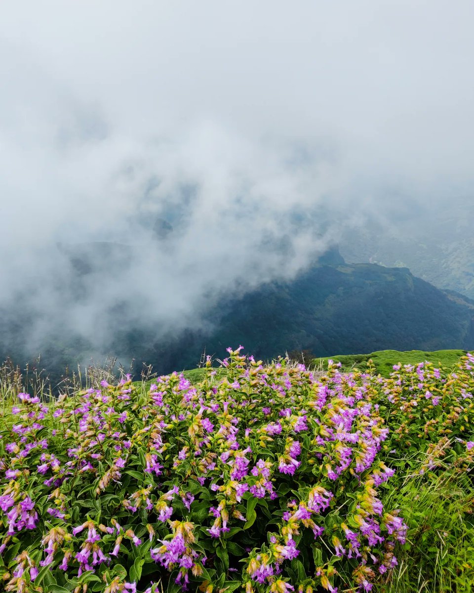 iittzzsam's tweet photo. Incredible Maharashtra! 😍
#YourLensMH
#ShotonOnePlus #OnePlusIndia
#OnePlus #NatgeoIndia
#MaharashtraUnlimited
@oneplus @OnePlus_IN @OnePlus_USA @PeteLau
@maha_tourism @NatGeoIndia https://t.co/qlSeZxHxfb