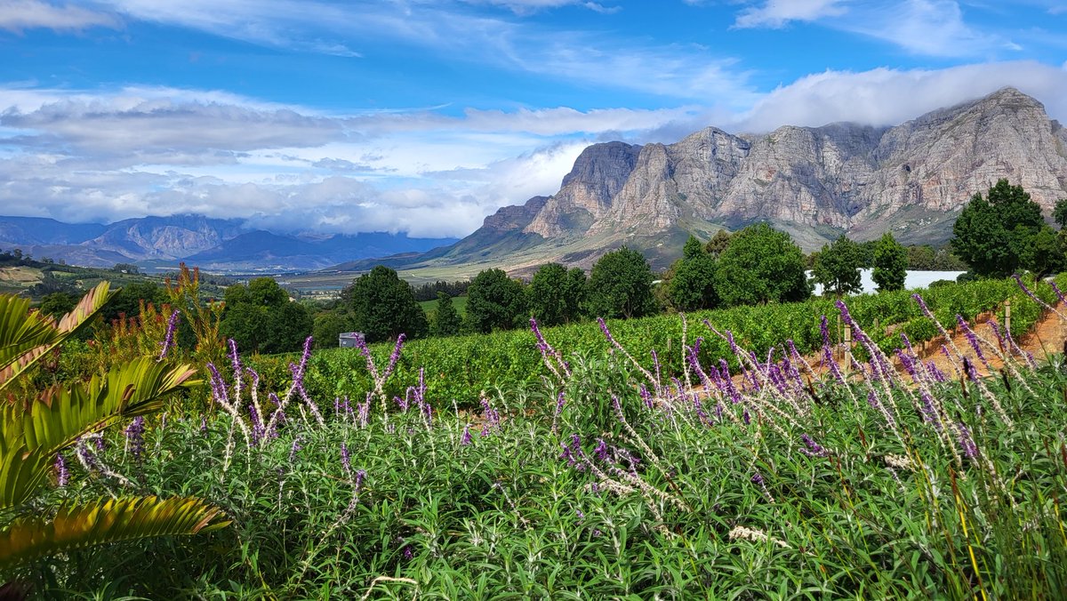 The view from Delaire Graff estate, Stellenbosch. Did I mention the Cape Winelands are stunning? :)