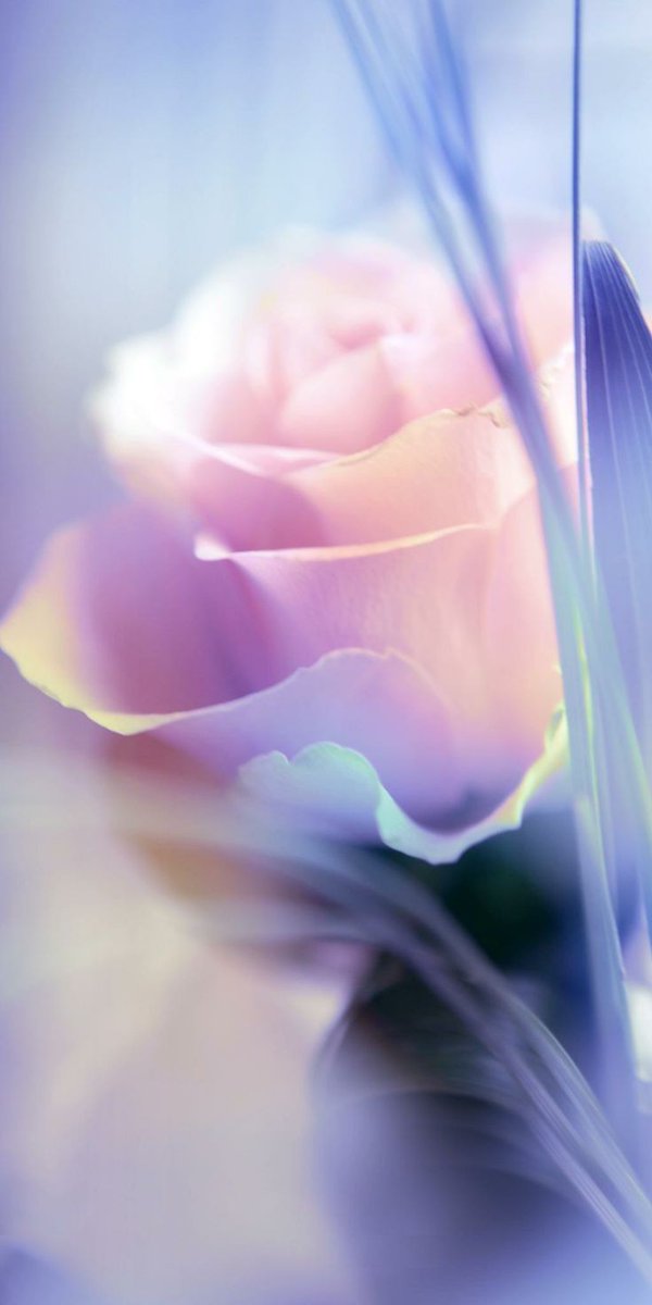 Lea_Pictures's tweet image. #Flowers