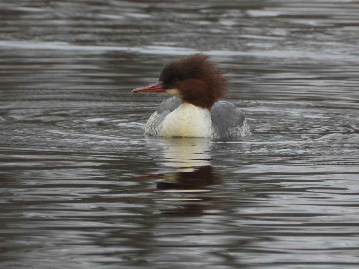GarybirderNflk's tweet photo. At #whitlingham this AM
Cetti's warbler 2
Coot 154
Cormorant 24
Gadwall 65
Goldeneye 2
Goosander 1
Great crested grebe 7
Little egret 7
Little Grebe 8
Moorhen 12
Oystercatcher 1
Pochard 11
RN Parakeet 1
Scaup 2
Siskin 25
Teal 7
Tufted duck 201
Water Rail 4 https://t.co/jWntN4grUo