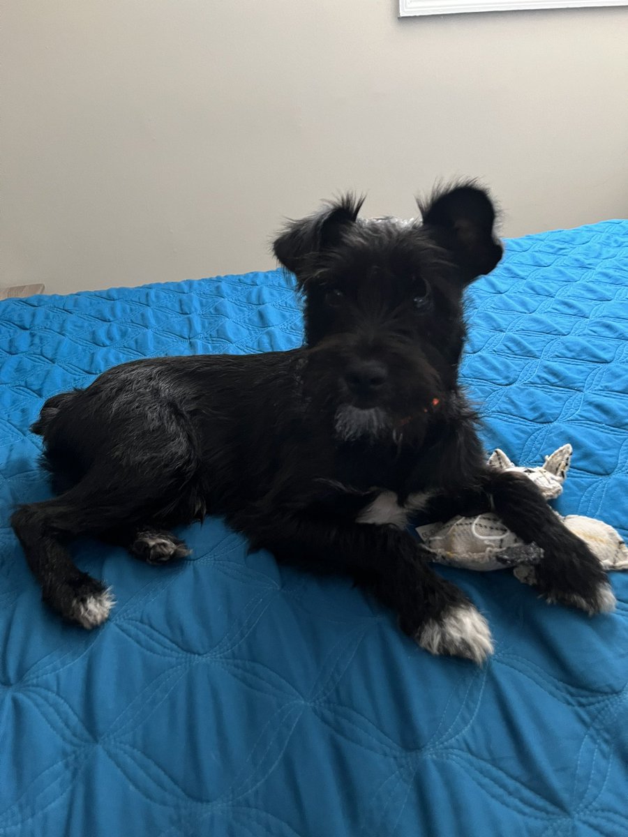 ApolloLovesFun's tweet image. Happy Saturday Frens! It’s been way too long since we talked! How is eberything going on your side? #SaturdayVibes #saturdaymorning #doglife #apollo #bigboy #puppylove