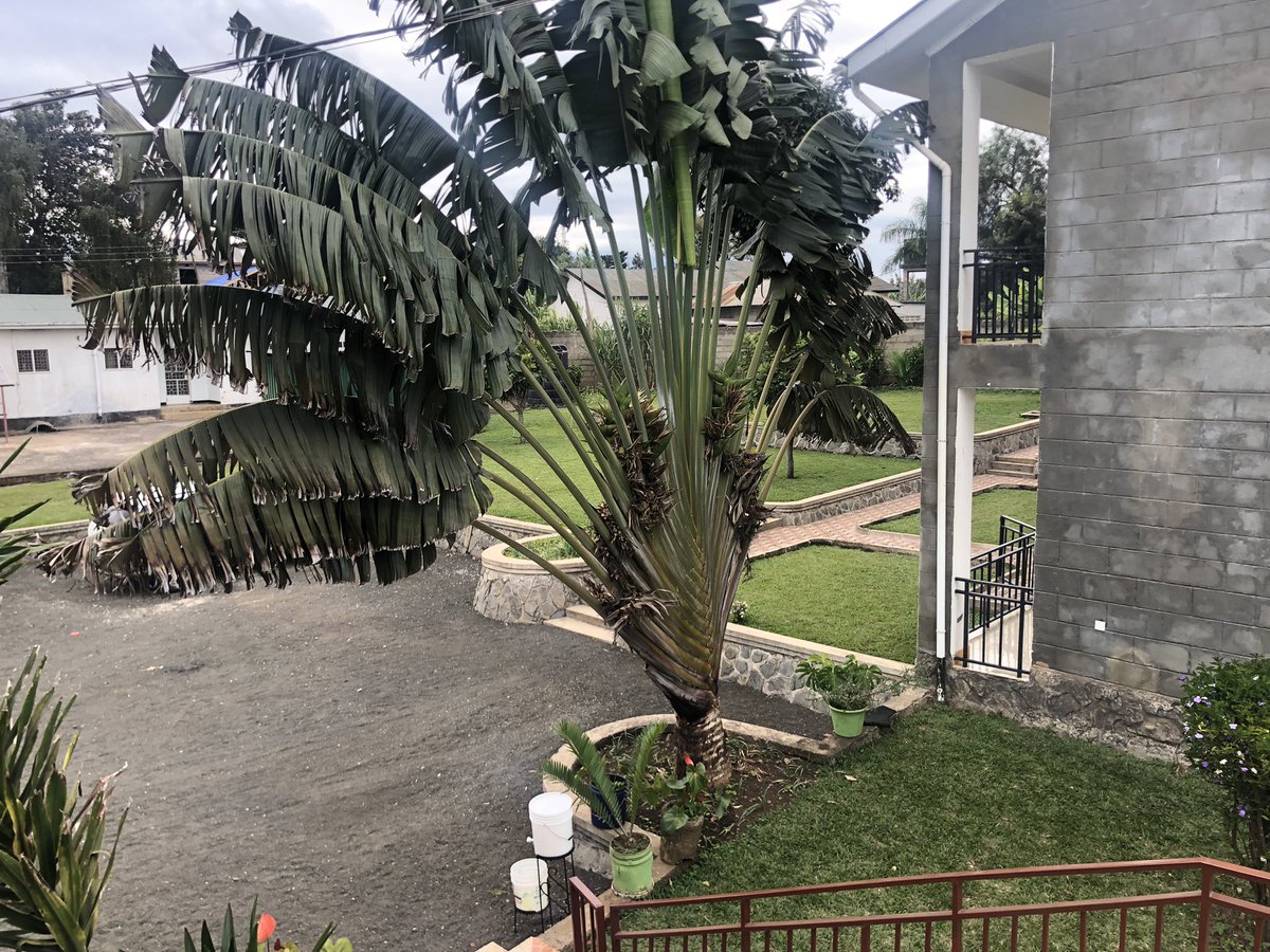 TUMAINICOTTAGE's tweet photo. #Travel
There’s something special about Arusha city Tanzania, you have to be here to believe it..
#ArushaCity #ArushaLodge #Tanzania #Safari #Vacation #Africa 
#Lodge #VisitTanzania Tumaini Homestay Arusha Lodge https://t.co/B03dNfBbFj