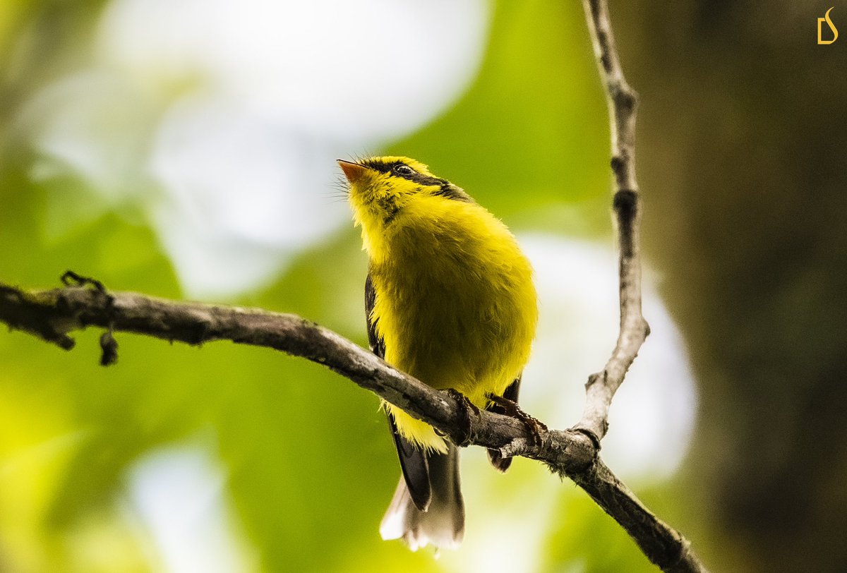 JambeyDondu's tweet photo. Yellow-bellied Fairy-fantail (Chelidorhynx hypoxanthus)
#birdsoftawang
#assetsoftawang
.
.
@PemaKhanduBJP
@IndiAves @moefcc @ParveenKaswan @ArunForests @rameshpandeyifs @NatungMama https://t.co/xo9VppDMg9