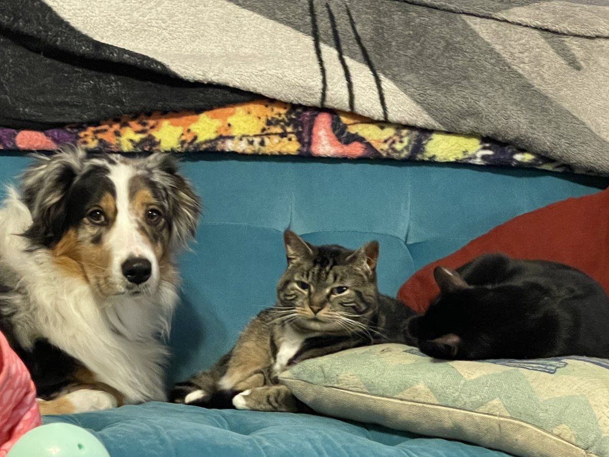 AlienSoup's tweet photo. @Chewy https://t.co/9Dx7ucd01U