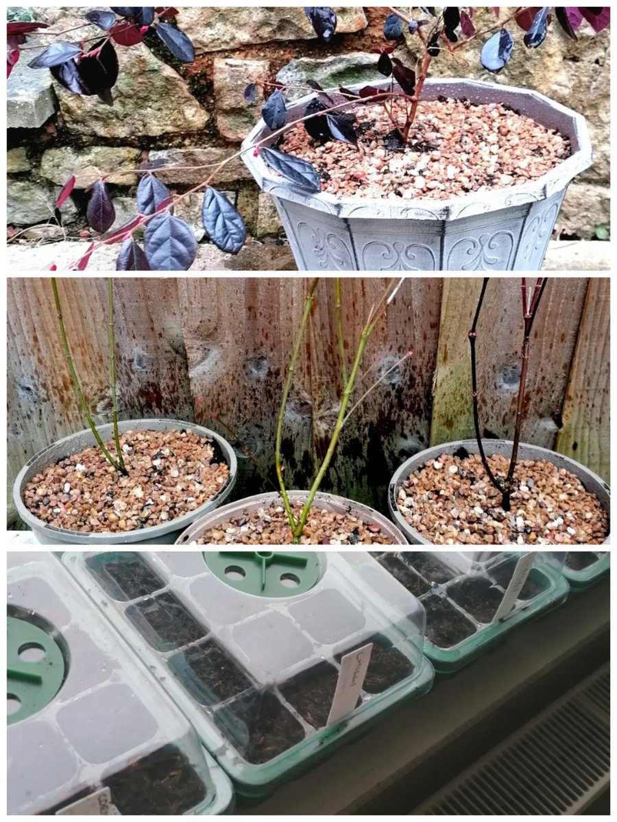 ChartersRyz's tweet photo. Fruits of my labours: repotted loropetalum, 3 x Japanese acers &amp; sown 5 x propogators with chillis, verbena &amp; cornflowers 😊🌺 #GardensHour #GardenersWorld #GardeningTwitter #gardentherapy #greenfingers https://t.co/3Tgm28SWhS