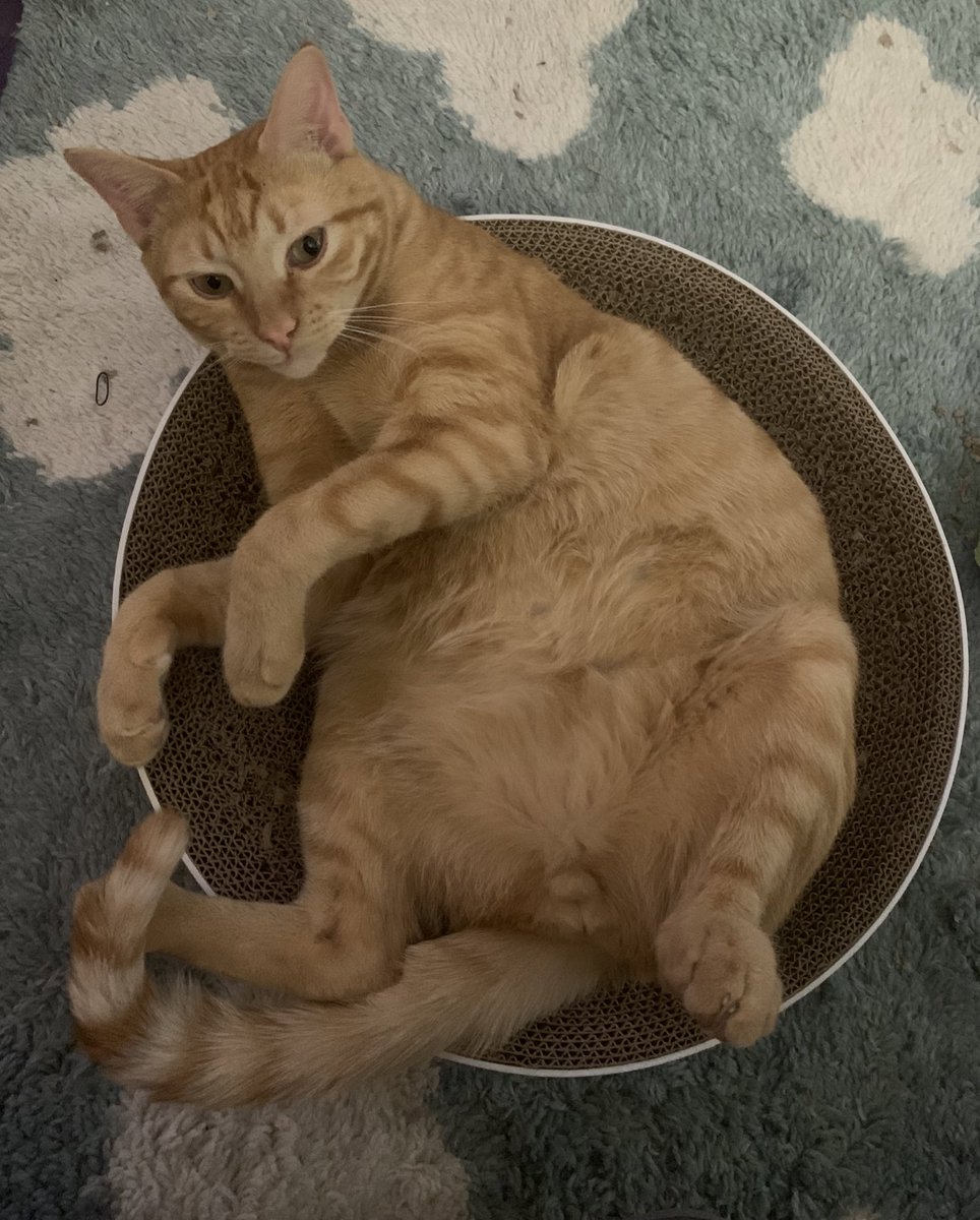 Happy #caturday everyone!!