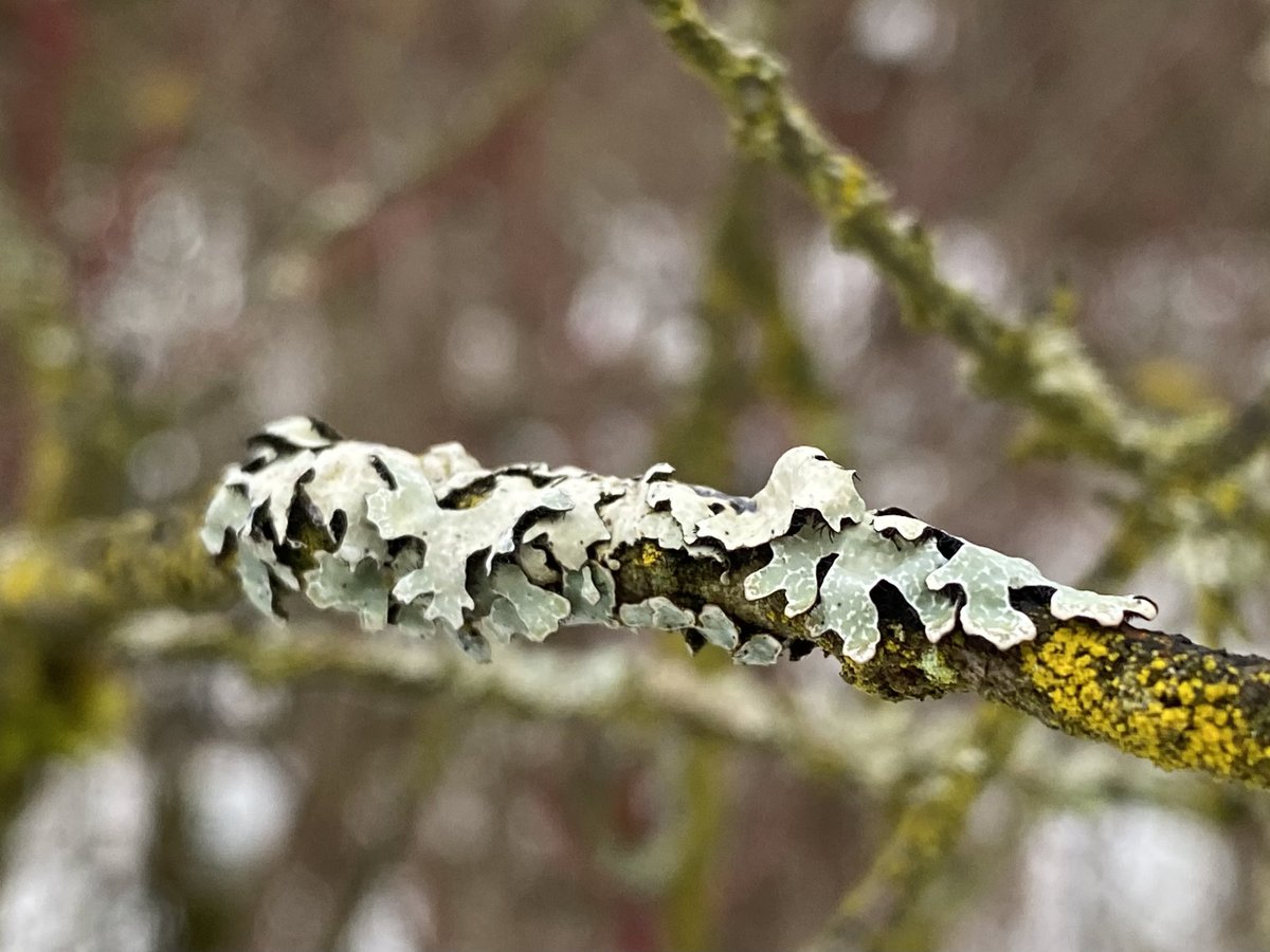 narzisse's tweet photo. #StickSaturday with cracked-shield lichen, Parmelia sulcata. Die Furchen-Schüsselflechte ist bei uns recht häufig. https://t.co/yKDIV8uozq