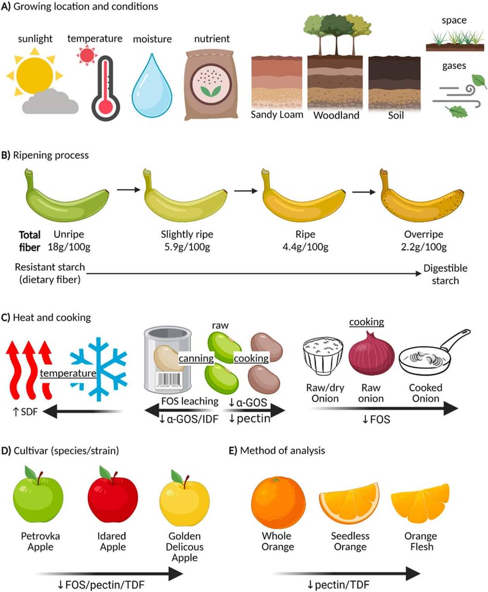 virginut's tweet photo. Súper chulo este artículo quee he visto a @moisesedid en FB sobre los factores que influyen en el contenido de fibra en los alimentos.
Diversity of fibers in common foods: Key to advancing dietary research
https://t.co/EyuD01WUXh (libre) https://t.co/oUQqCyHqI7