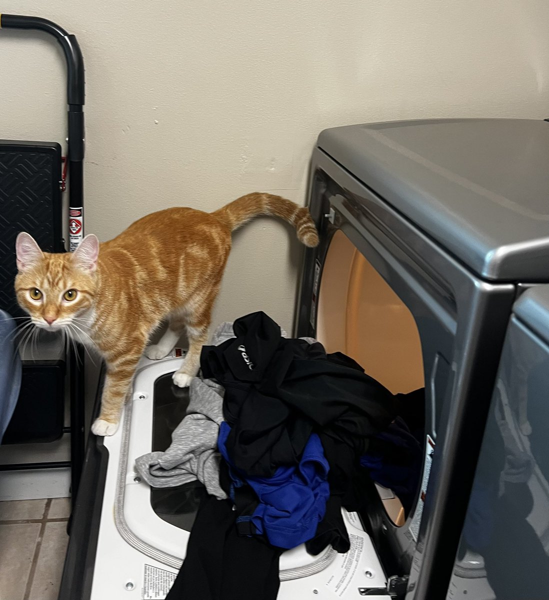 SavvyBabii's tweet photo. Kali inspecting my laundry skills π€£π»π€£ #Caturday #sillykitten #rescuecat https://t.co/3ug6MVmBt5