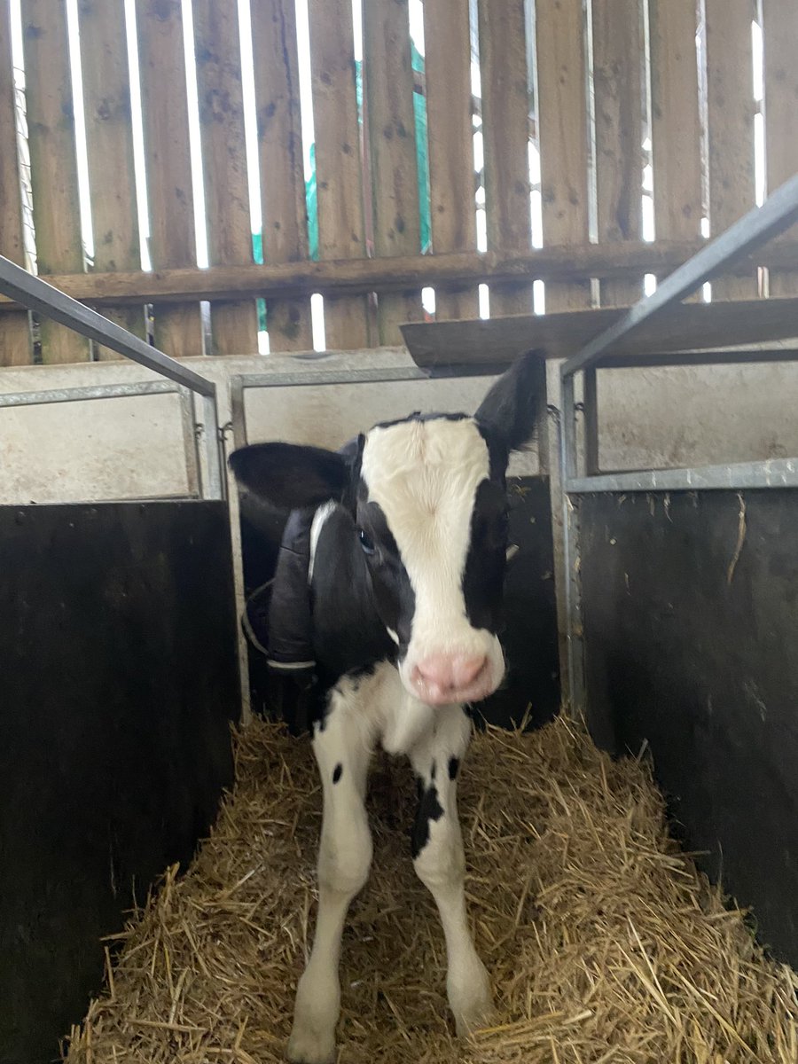 Holy Smokes! 💨 

Our first 200HO12222 Cookiecutter Holysmokes, out of the Cadet family 🧬

Holysmokes x Zazzle, going back to the MOET Marconi Cadet 

<a href="/semexUK/">Semex UK</a> | <a href="/Semex/">Semex</a>
<a href="/HalcyonGenetics/">Halcyon Genetics</a> | <a href="/barberfrms/">Barber Farms</a>