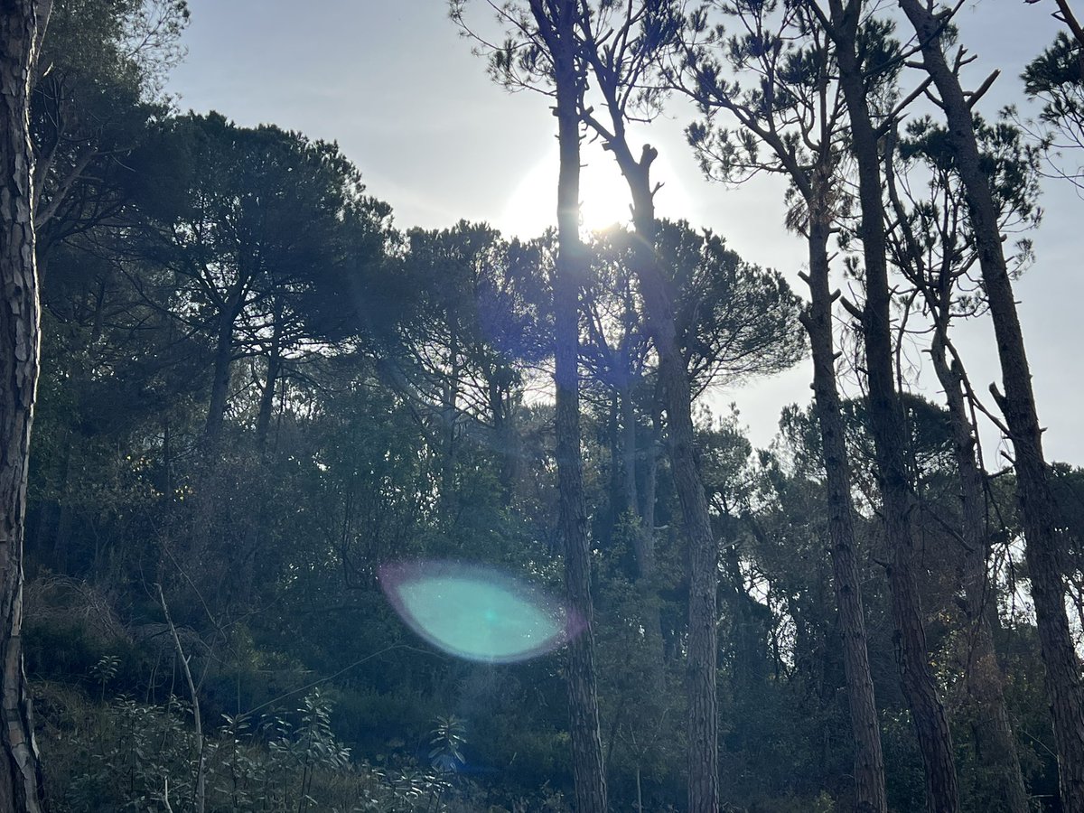 hallamakarem's tweet photo. the exquisite landscapes 
of the Metn, Lebanon 

pine forests - ancient oak tree - valleys overlooking mountains 

moments of presence immersed in stillness, nurturing beauty and expansive possibilities 

#intothedanceoflife
#nCreativeLeadership https://t.co/NYHA4gjqRG