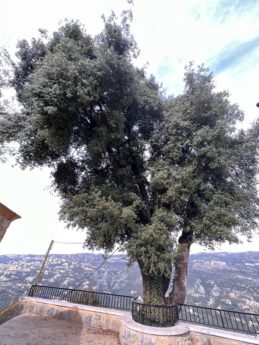 hallamakarem's tweet photo. the exquisite landscapes 
of the Metn, Lebanon 

pine forests - ancient oak tree - valleys overlooking mountains 

moments of presence immersed in stillness, nurturing beauty and expansive possibilities 

#intothedanceoflife
#nCreativeLeadership https://t.co/NYHA4gjqRG