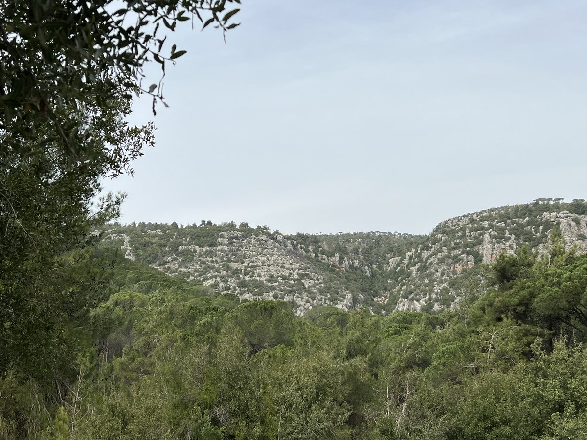 hallamakarem's tweet photo. the exquisite landscapes 
of the Metn, Lebanon 

pine forests - ancient oak tree - valleys overlooking mountains 

moments of presence immersed in stillness, nurturing beauty and expansive possibilities 

#intothedanceoflife
#nCreativeLeadership https://t.co/NYHA4gjqRG