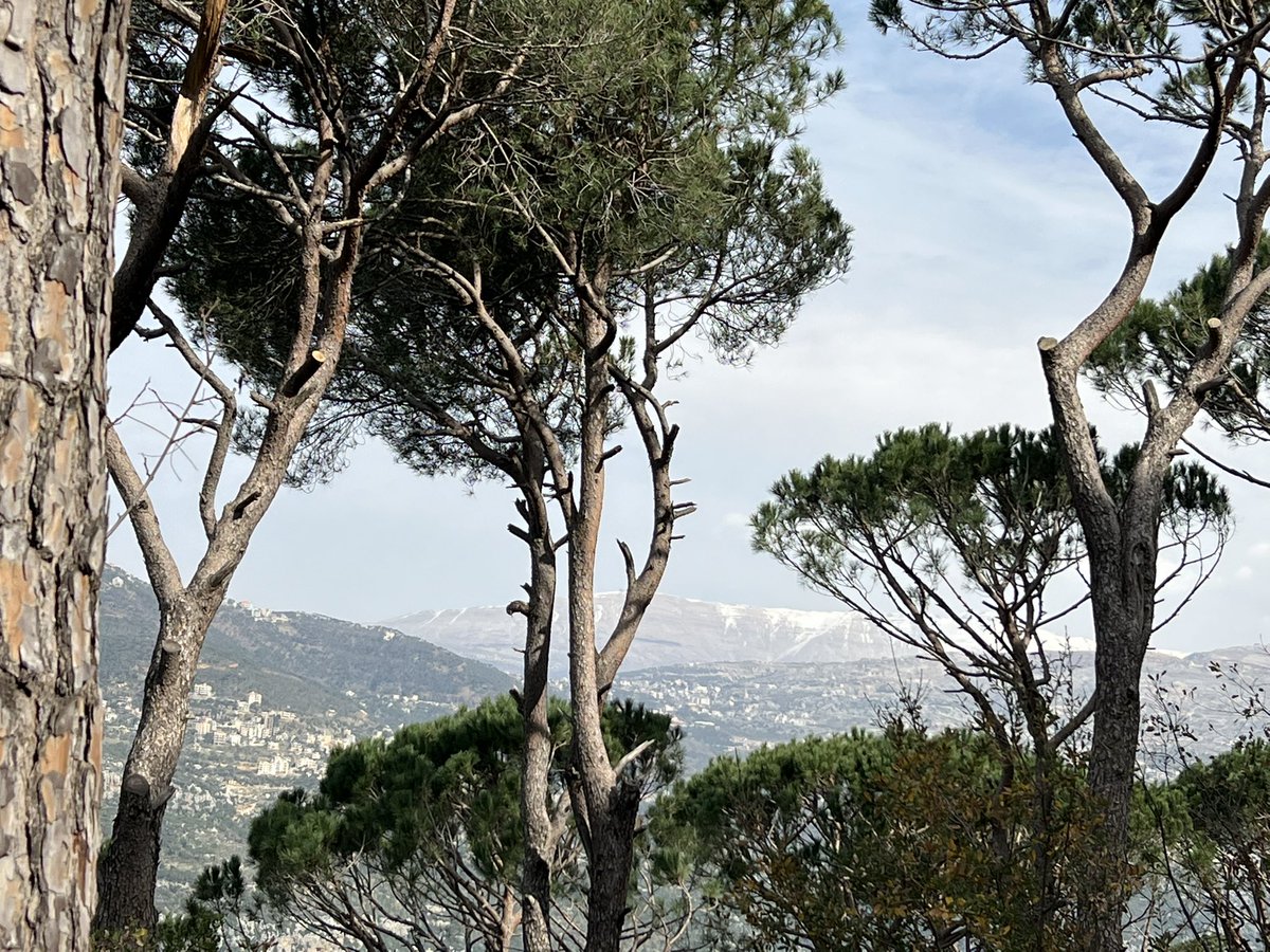hallamakarem's tweet photo. the exquisite landscapes 
of the Metn, Lebanon 

pine forests - ancient oak tree - valleys overlooking mountains 

moments of presence immersed in stillness, nurturing beauty and expansive possibilities 

#intothedanceoflife
#nCreativeLeadership https://t.co/NYHA4gjqRG
