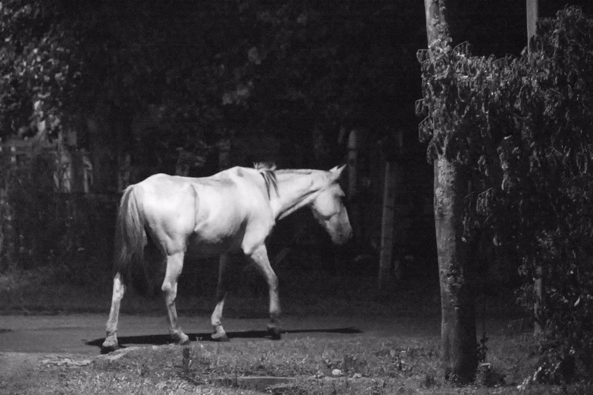 vargasmarius's tweet photo. Las noches de Baures son silenciosas e íntimamente iluminadas. Pequeños focos de luz revelan siluetas de personas que conversan fuera de sus casas.
Son más de las veintidós horas de la noche, grupos de caballos se apropian libremente de sus calles.
#Baures #Bolivia #amazonas https://t.co/ma5CJdOdjL
