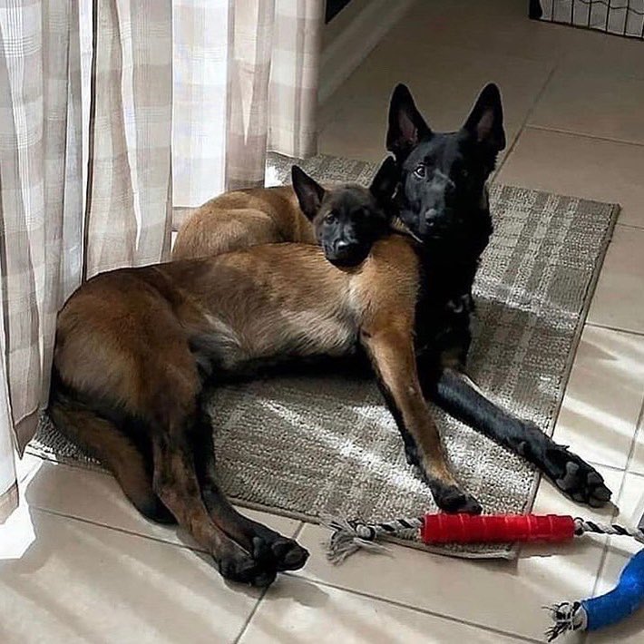 MalinoisDrive's tweet photo. Saturday loungin!
@malinois_k9_real 

#malinois #belgianminois https://t.co/gseC3saTyJ