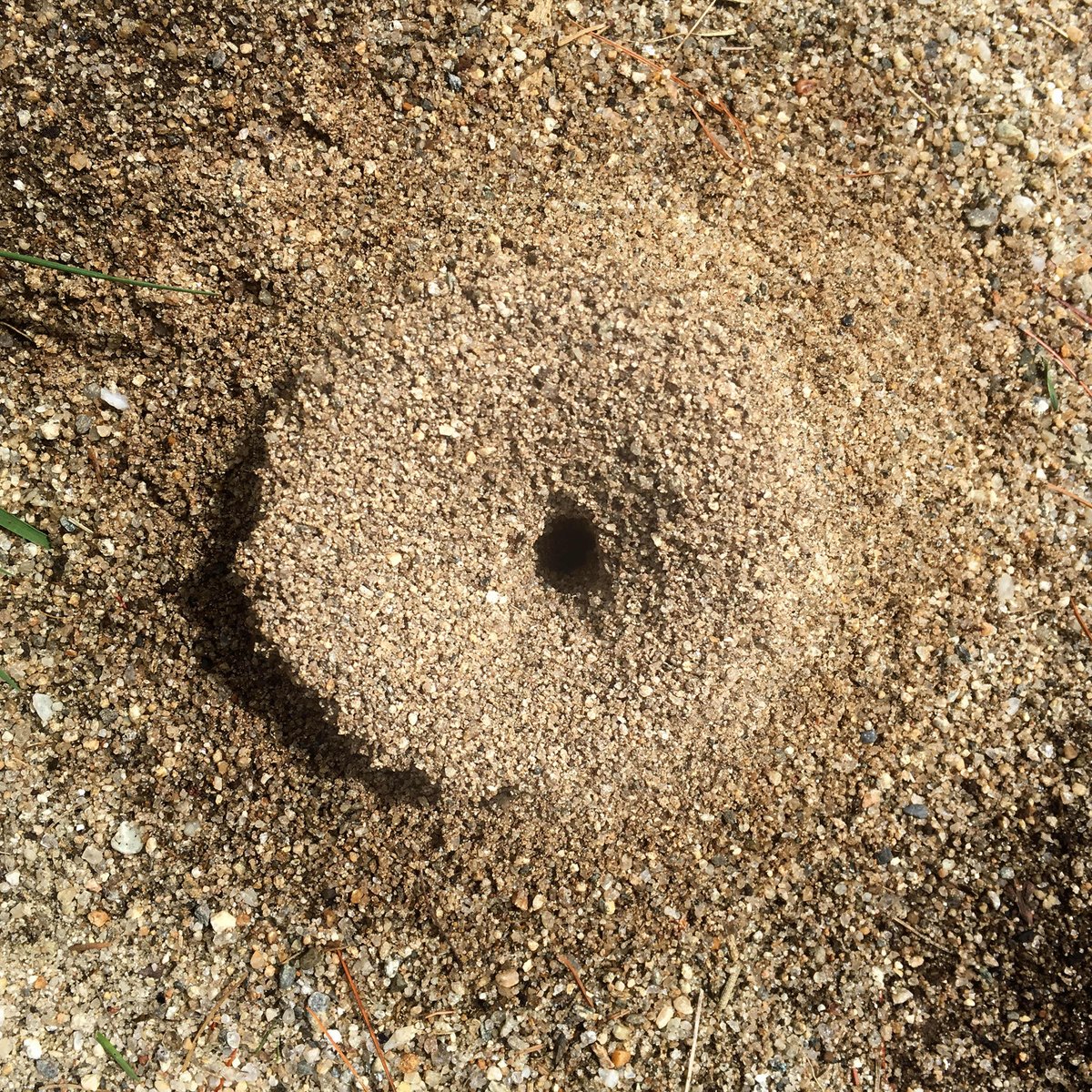round_museum's tweet photo. The Rubber Tree Might Not Fit Round
.
That little old ant and the rubber tree plant she lifted may not fit inside this ant hill. But it sure would look nice next to the couch.
.
01.28.23
#rounddujour #anthill #ant #rubbertreeplant #highhopes
https://t.co/xVEVpq1NrN https://t.co/TfjDC73z8X