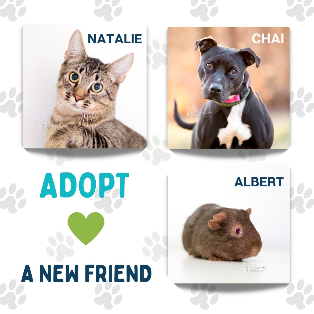 bmorehumane's tweet photo. Visit us this weekend and find a new friend! Quite a few animals are looking for homes to call their own. We are here from 12 - 5 p.m. Saturday and Sunday.
Adopt: https://t.co/7RlTUsLYxP
#adopt #weekend #baltimorehumane https://t.co/GllxdK5t6z