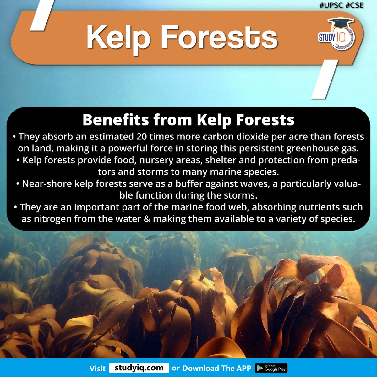 Kelp Forests 

#kelpforests #ecosystems #climatechange #climatestudy #brownalgae #liveincool #shallowwaters #forest #diversityofplants #nutrientrichwaters #kelpforestsbenefits #forestsonland #greenhouse #marinespecies #varietyofspecies #foodweb #upsc #cse #ips #ias
