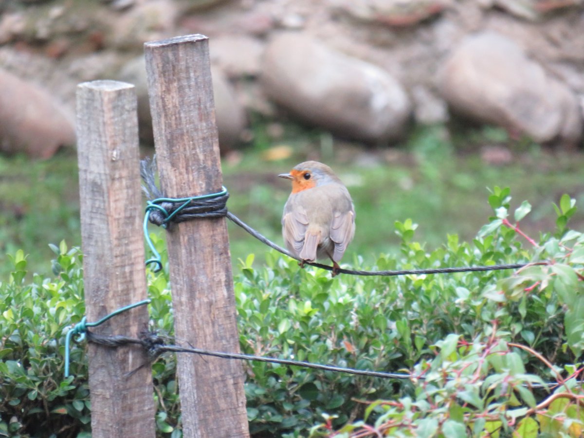 Musée Hector-Berlioz tweet media