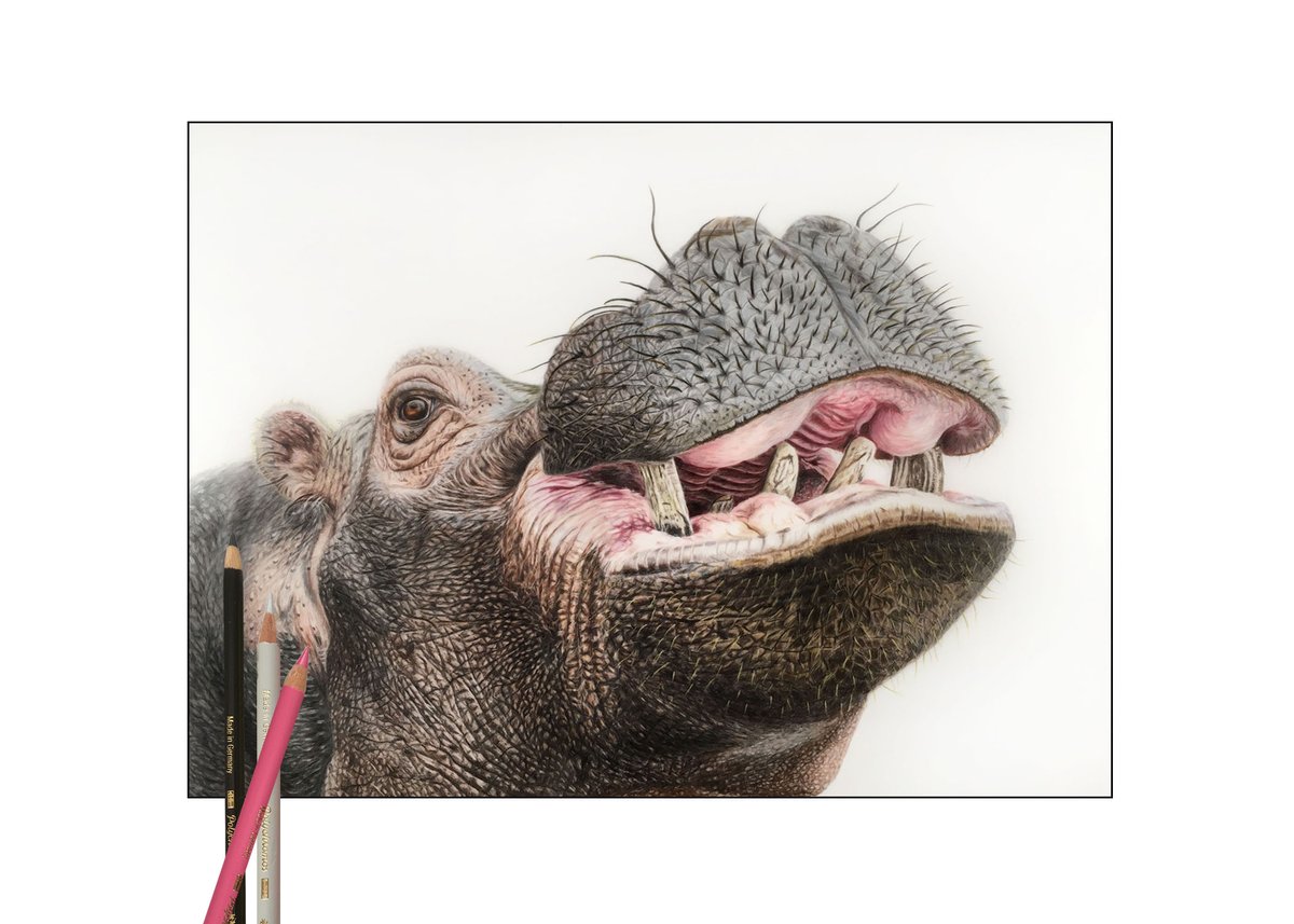 Well what can I say about Mr Hippo….. he is big. I saw this from my friend Sarah Tuck who take fabulous photos of wildlife in different zoos around the UK. When she showed me this hippo, I just had to draw him. His name is Hodor and he lives with his mum Lola at Whipsnade zoo.