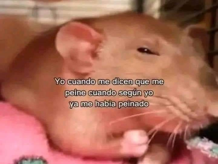 MDaina502's tweet photo. jajajaja si soy https://t.co/XszFthV6uu