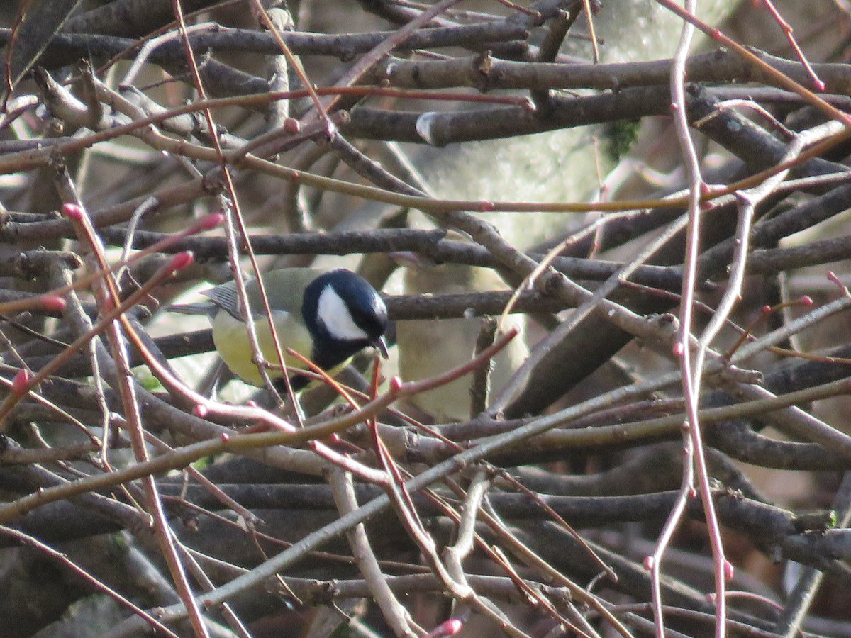 Musée Hector-Berlioz tweet media