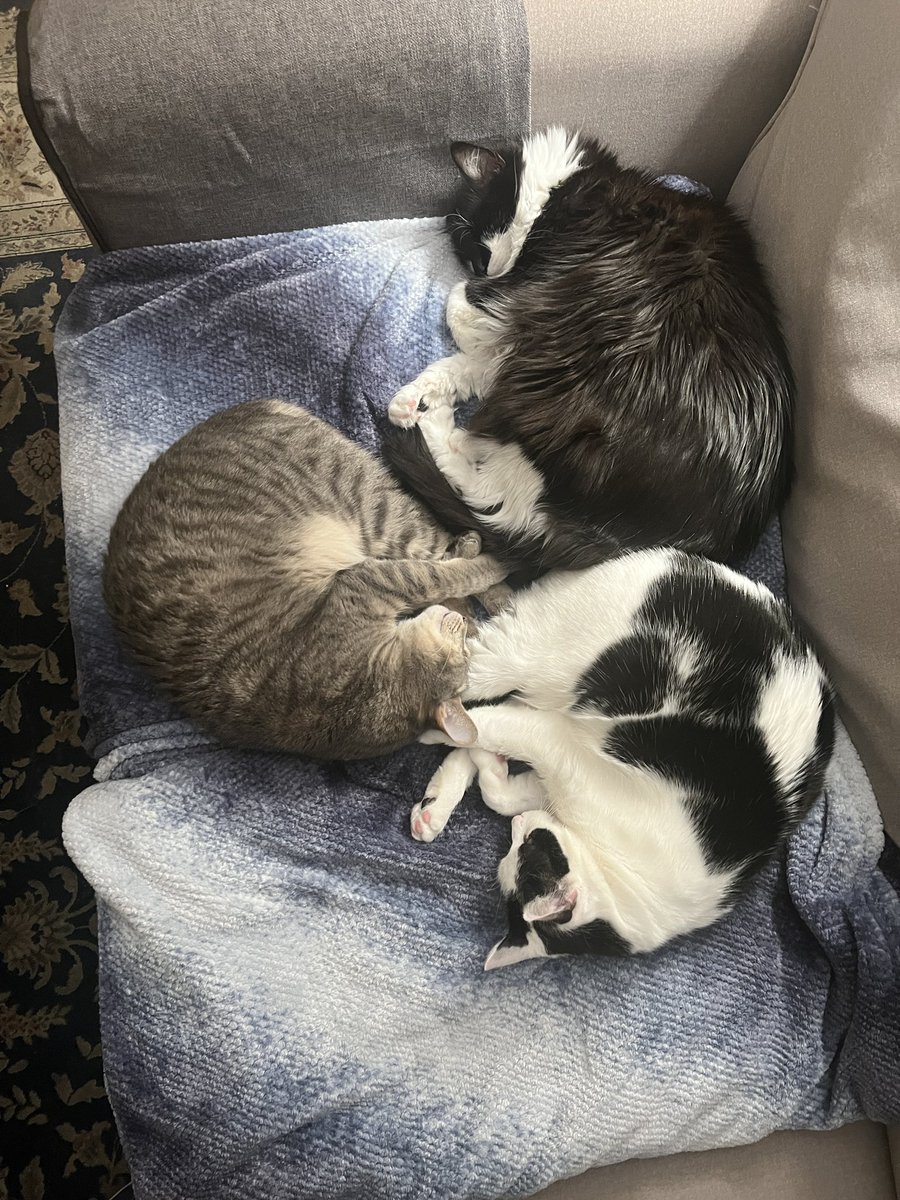 ssplowman's tweet photo. @AudacityofGoats Staying close to my boys today. https://t.co/KradHORQsu