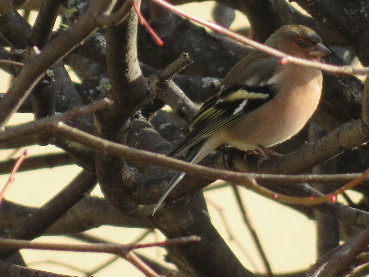 Musée Hector-Berlioz tweet media