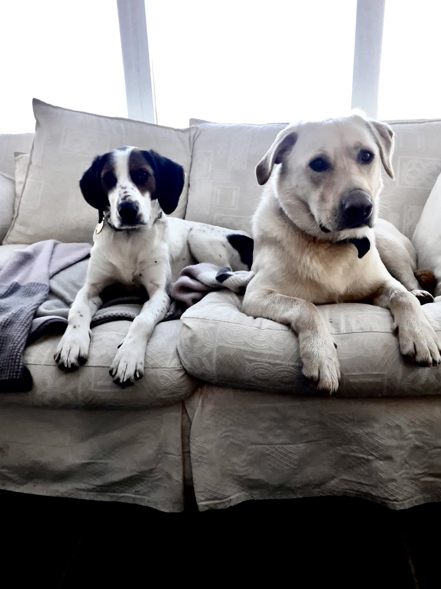 Apartotel's tweet photo. Did you know that we have #dogfriendly apartments for you when you can’t bear to leave your fur babies behind. Bundoran also has beautiful walks on the doorstep for the perfect doggie + you break  https://t.co/DB4zE9SPGO https://t.co/T2bR4cIYkY