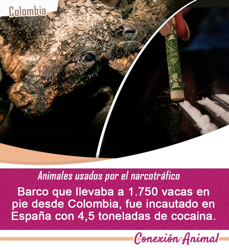 #NotiAnimal | Colombia

Una vez más los animales siguen siendo usados por el narcotráfico. Desde España se conoció que incautaron 4.5 toneladas de cocaína bajo la modalidad de transporte de ganado en pie en un barco que salió de Colombia con 1750 vacas hacia Beirut 🧵