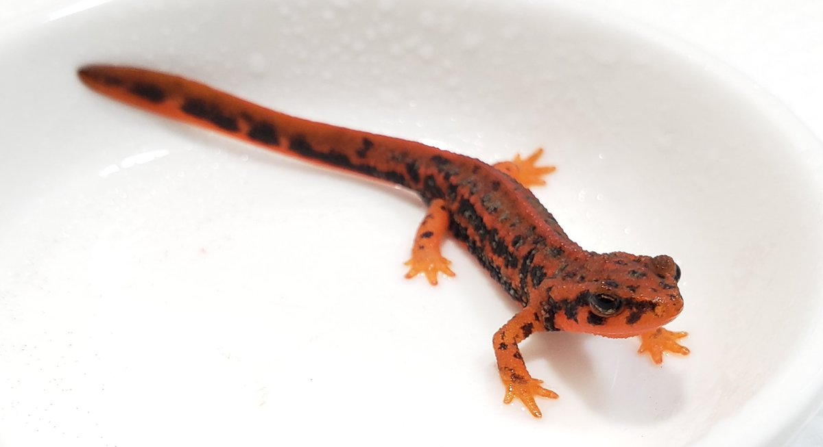 Happy #SalamanderSaturday！

Cynops ensicauda ensicauda
myCB in2022