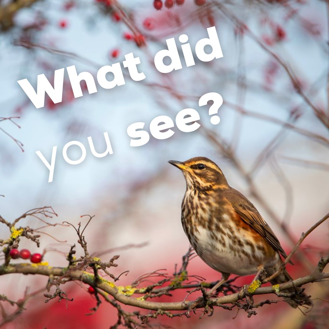 #BigGardenBirdWatch <a href="/Natures_Voice/">RSPB</a>