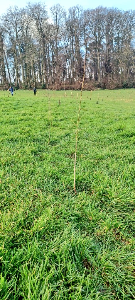KarenDouglas_NI's tweet photo. Delighted to plant a number of trees today in #CastlePark π³π²π±
@ANDborough is planting 1000 trees this weekend #Stand4Trees
#PlantATree4AND #Alder #Pine #Hawthorne #LoveBangor https://t.co/CT9Yp9R09F
