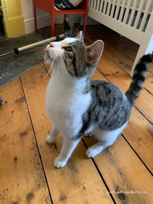 lostfoundpets's tweet photo. A male cat was found on 01/01/2023 in Fingall Place, #Dublin 7 Stoneybatter https://t.co/3sTENarXdf #fpie https://t.co/Q67Dlbuszl