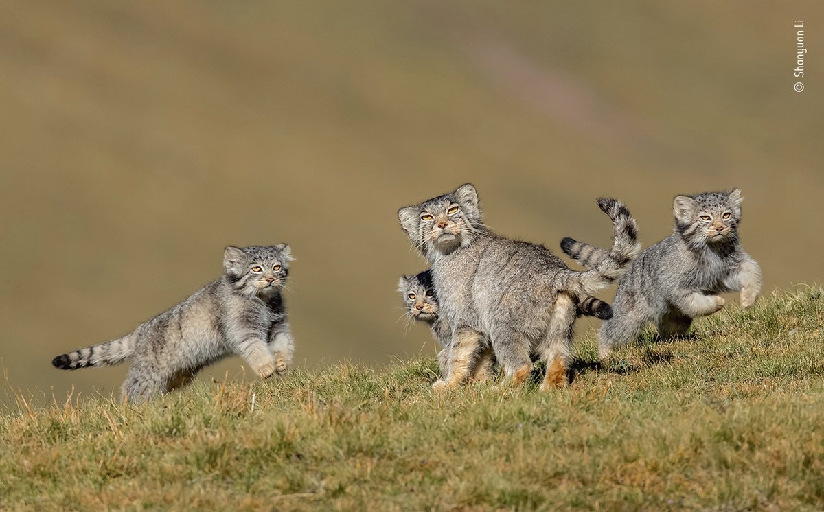 NHM_WPY's tweet photo. #DidYouKnow Pallas's cats have the longest and densest fur of any cat?

It took #WPYAlumni Shanyuan Li six years to capture this rare scene of playful Pallas’s cats.

Explore our online gallery: https://t.co/UAx6kM5OPP https://t.co/uPquuHqDuU