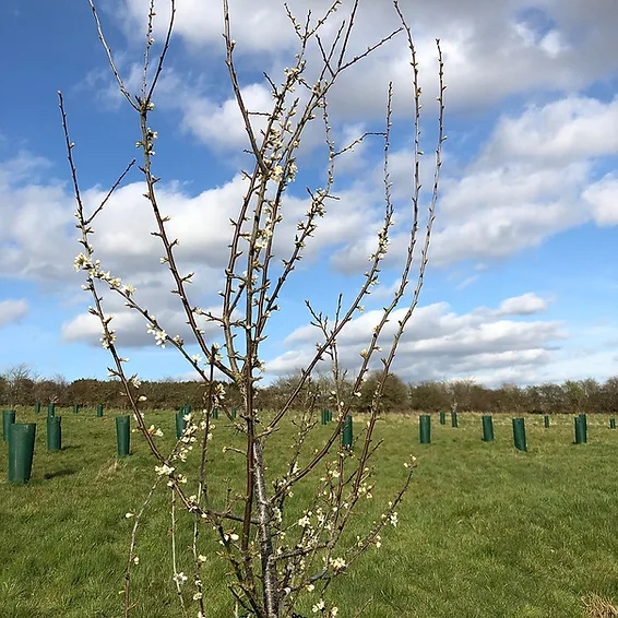 RealFarmED's tweet photo. Join Andy Howard of the Heritage Fruit Tree Co. for two fascinating courses about fruit tree grafting & pruning โ.
Winter Fruit Tree Grafting - Fri 3rd
Winter Fruit Tree Pruning - Thurs 2nd
Tickets available via our website - https://t.co/jTRUlPSxkk
#treepruning #treegrafting https://t.co/Cyubea5r5A