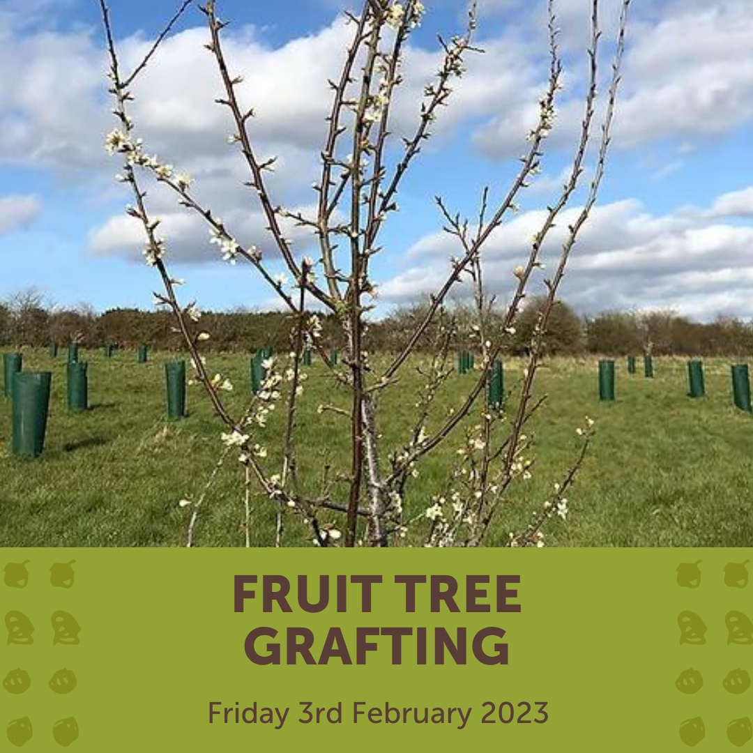 RealFarmED's tweet photo. Join Andy Howard of the Heritage Fruit Tree Co. for two fascinating courses about fruit tree grafting & pruning โ.
Winter Fruit Tree Grafting - Fri 3rd
Winter Fruit Tree Pruning - Thurs 2nd
Tickets available via our website - https://t.co/jTRUlPSxkk
#treepruning #treegrafting https://t.co/Cyubea5r5A