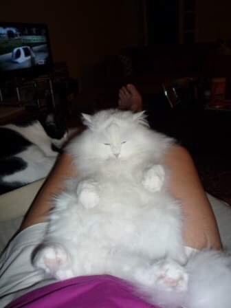 Sheena_Thomson's tweet photo. @michaelscat2 Perfectly normal 😸 https://t.co/fCpBZOfzd1