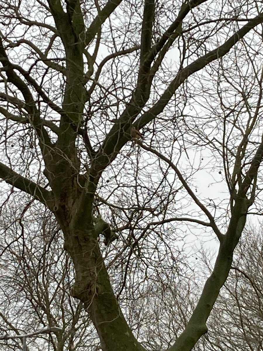 Nog wat foto's van afgelopen week #boominspectie #oesterzwam en een valkje