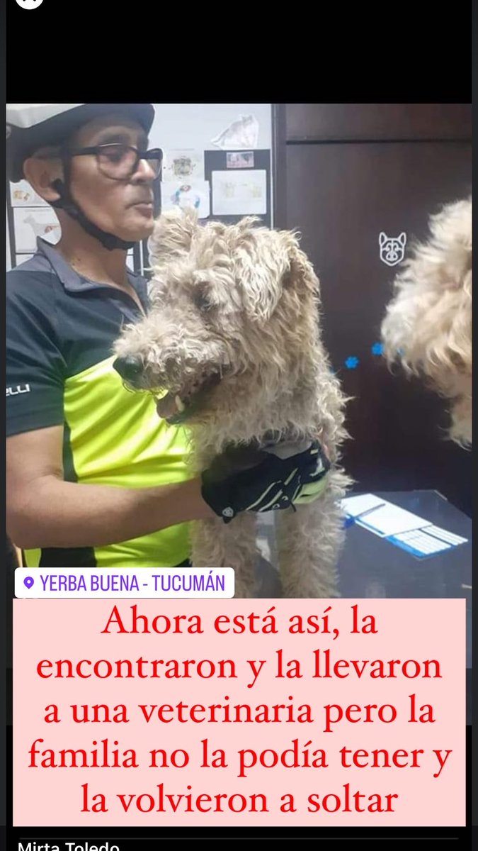 LuGeysels's tweet photo. SE BUSCA ‼️
Es muy viejita y esta ciega, responde al nombre de FLOPI 🥺
Una familia la dejó en la hoya,yerba buena. 
POR FAVOR CUALQUIER COSA QUE HAYAN VISTO NOS SIRVE 🙏🏽 https://t.co/GtvX2uVIzG