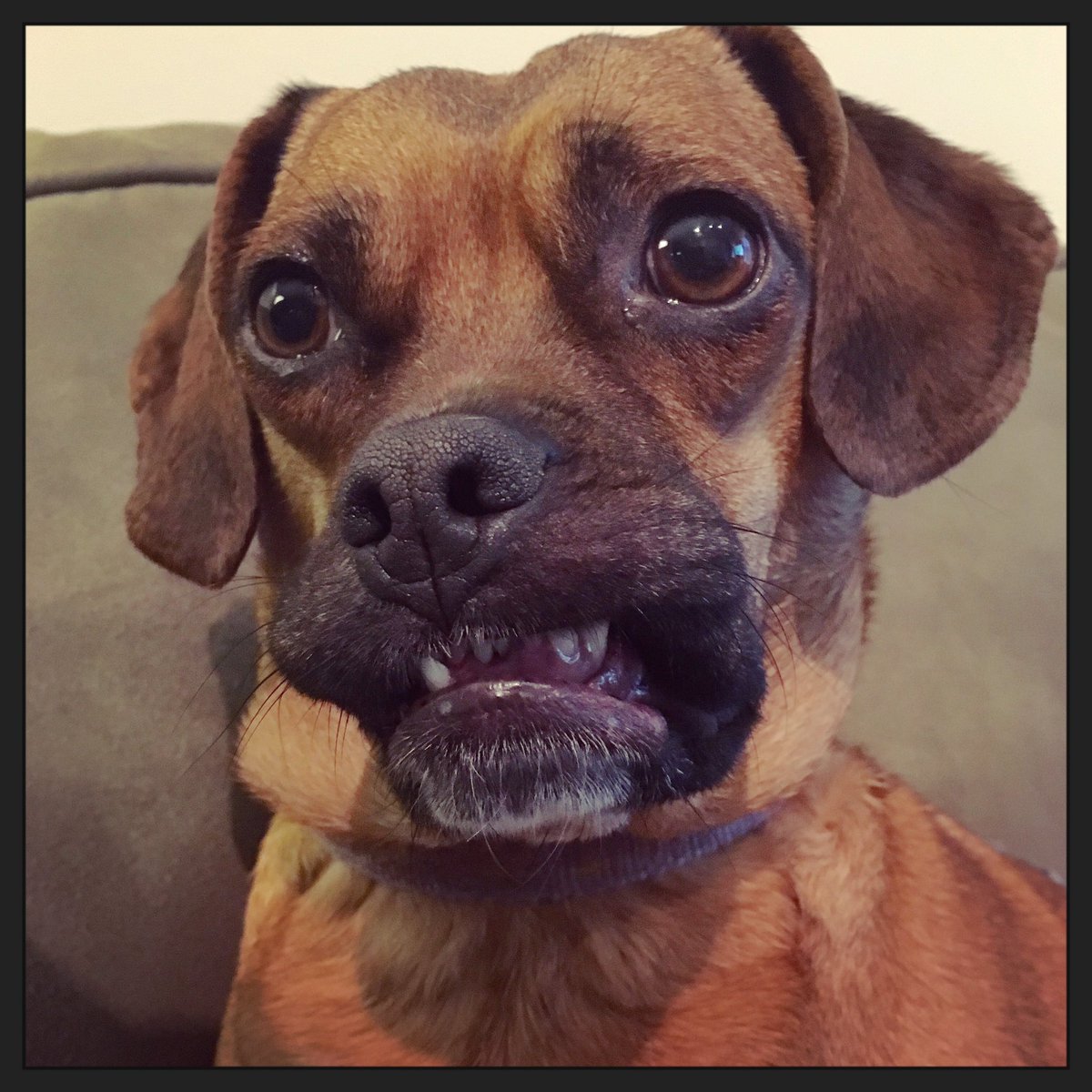 Peanut McPuggle (@peanutthepuggle) on Twitter photo 