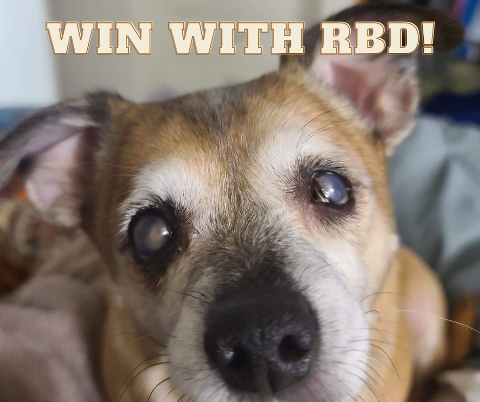 ClassicGolferUS's tweet photo. Ricky Blind Dog wants his fans to know he is watching the #Pegasus and using his @tvg account to bet on #1 The Ginger Queen in R3 @turf_paradise RBD says: "She is in good form from the @EvansStable and has top jock on top - Bet to Win 7 Place with #handicappinghound! #baconforall https://t.co/8TeB96ZQfp
