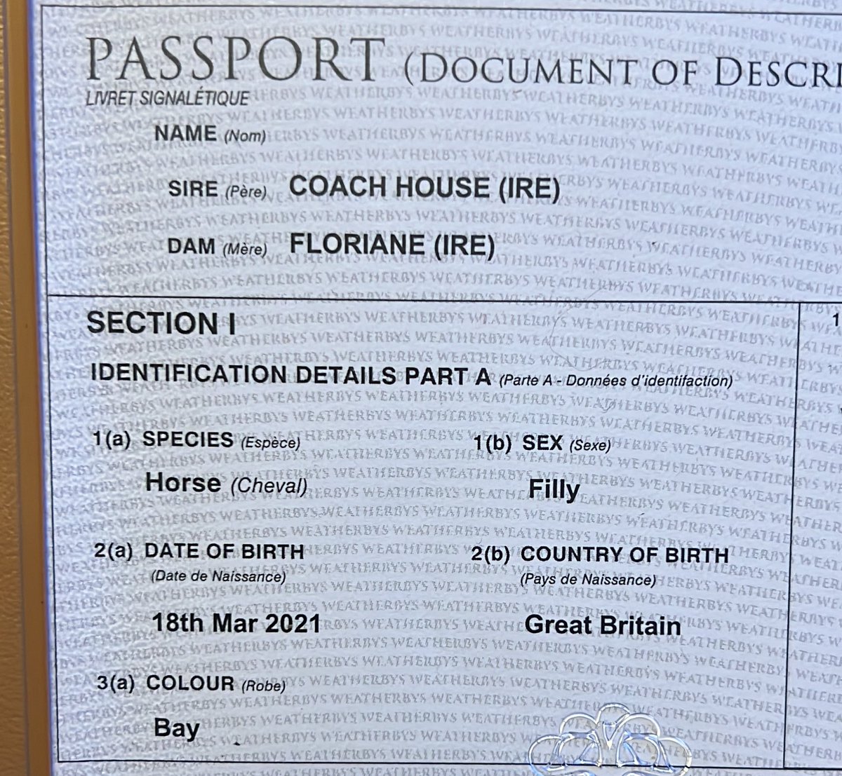 Adriannicholl18's tweet image. @Trotternicholls @bazmchugh @murtagh_connor We have a lovely 2year old Filly looking for someone to lease her for the season she’s the filly on the outside of the 2 in this video. #dmformoreinfo #funtobehad #funfilly #GetInvolved
