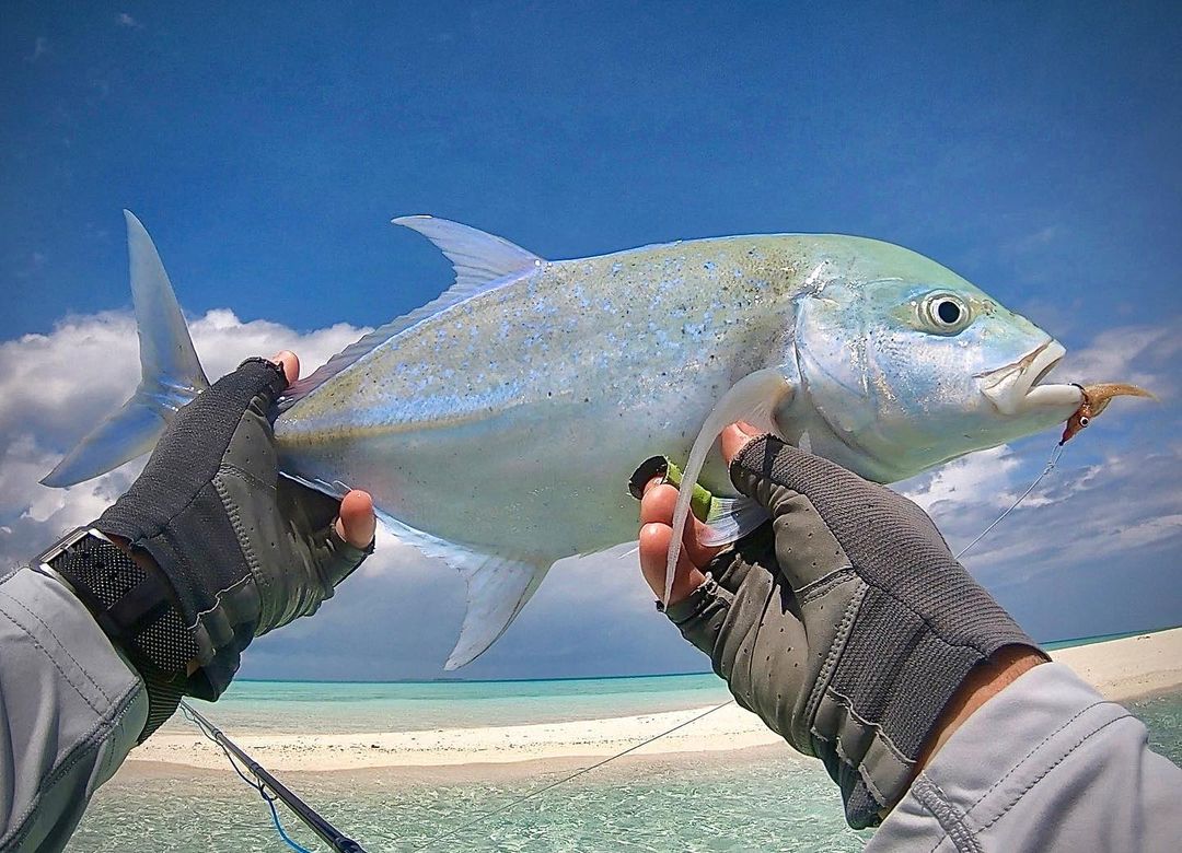 dhoanimaldives's tweet photo. Sandbanks near the island are producing some great catches! Check them out for yourself and let the fly fishing adventure begin!

................

#dhoanimaldives #dhoanimaldivesguesthouse #guesthouse #maldives #sunnysideoflife  #baa #baaatoll #biospherereserve #itsbetterinbaa https://t.co/CPXXxRq8zW