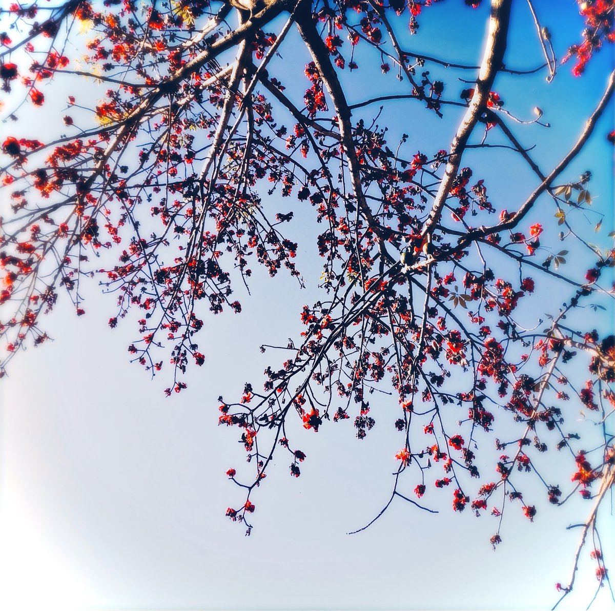 🌸🔷🌳