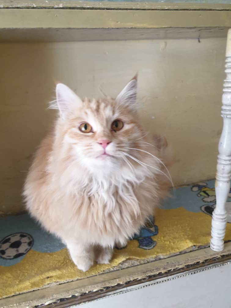 Woof-noon #KSARpack!Terrance reporting directly from #Kabul

Our resident kitties were very playful today and decided to pose for some photos.

Please don’t forget to cast your free votes to help us win one of the generous grants!
mygivingcircle.org/kabul-small-an…
#RescueDogs #AnimalRescue